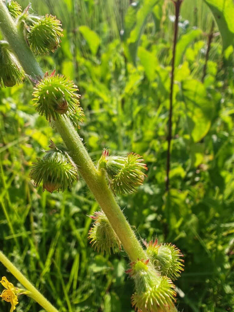 Aigremoine eupatoire - Fruits