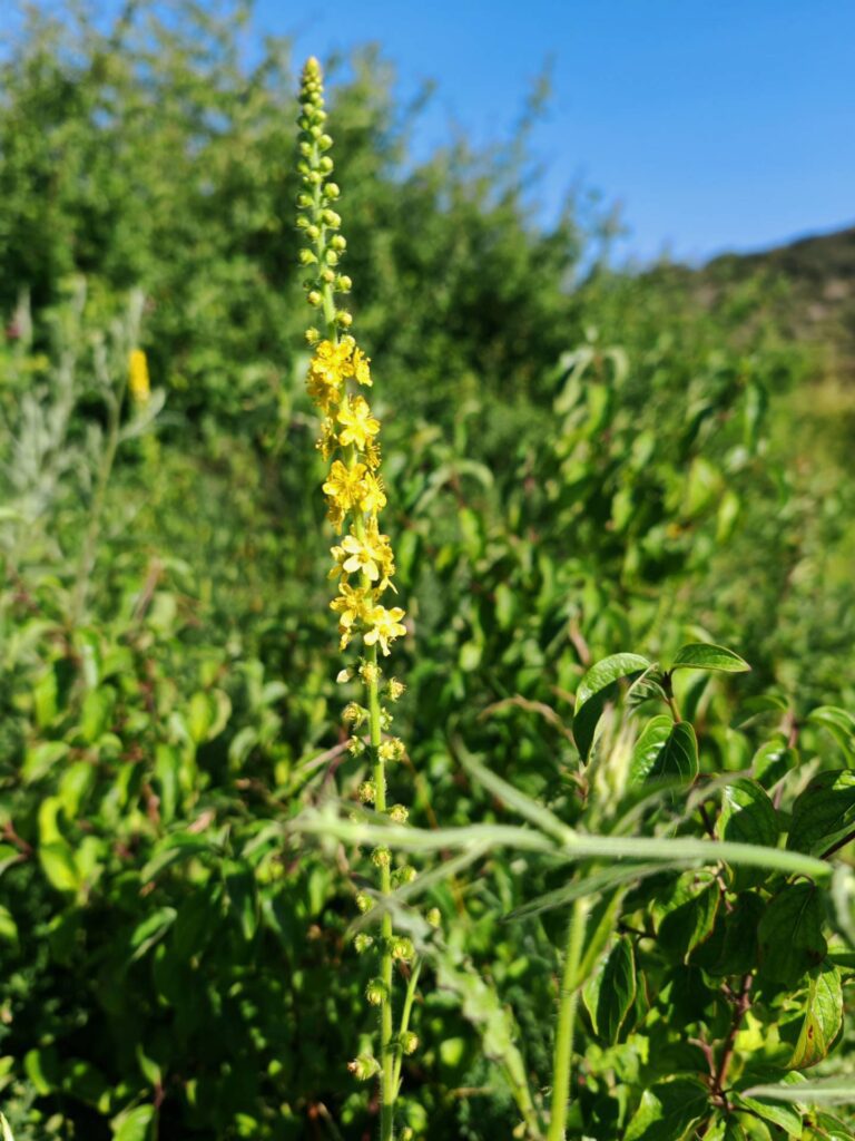 Aigremoine eupatoire, Plante entière