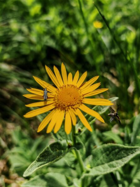 Arnica