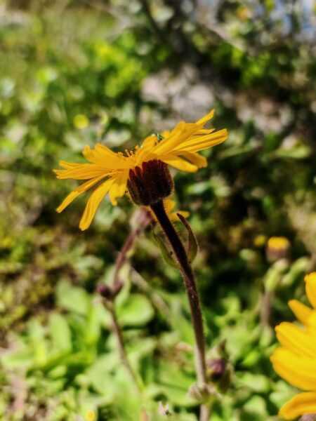 Arnica