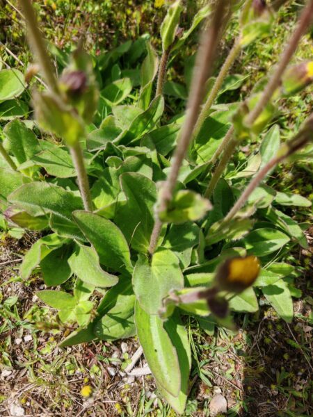 Arnica