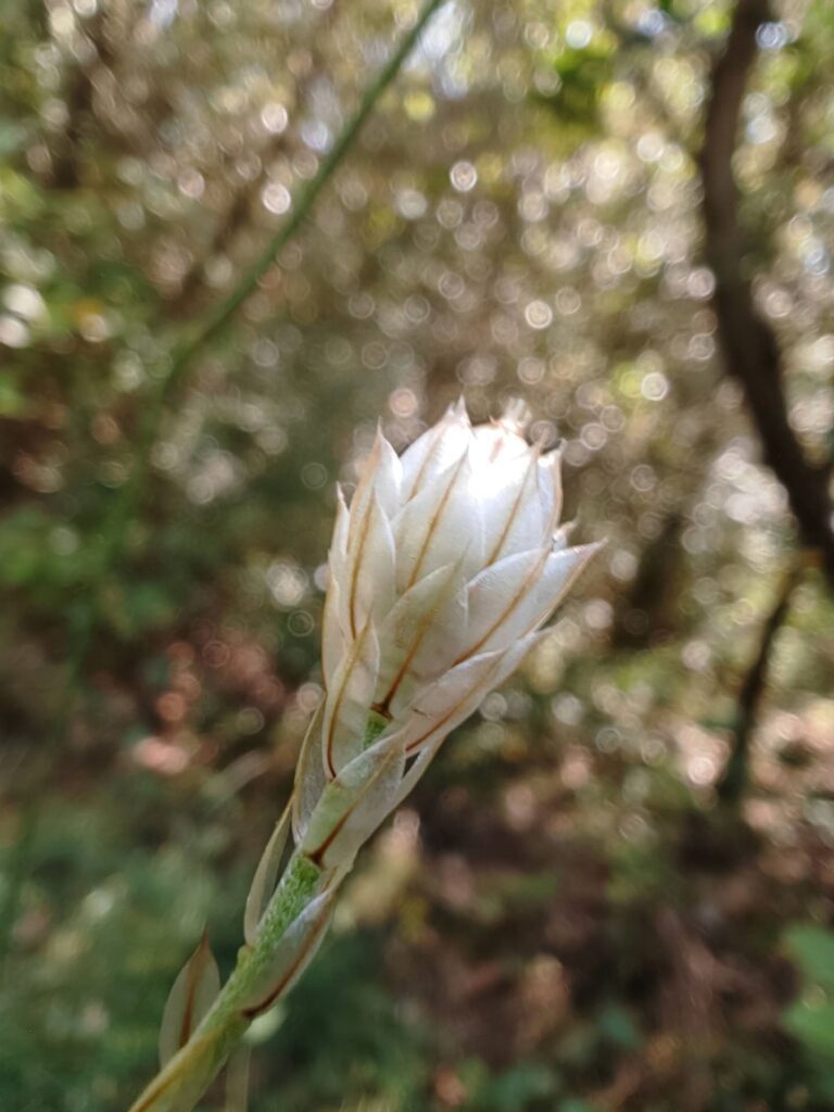 Catananche bleue - Inflorescence