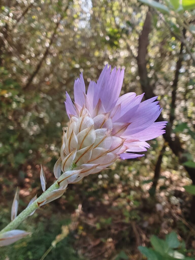 Catananche bleue - Bractées