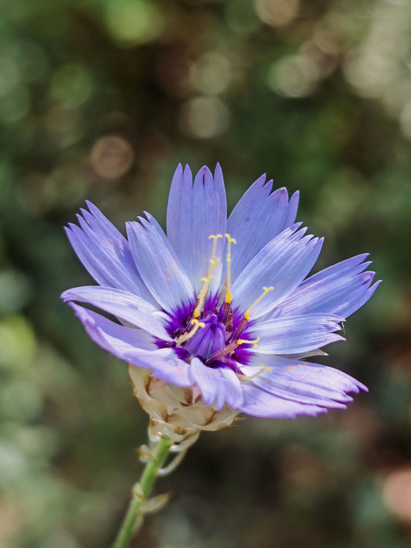 Catananche bleue