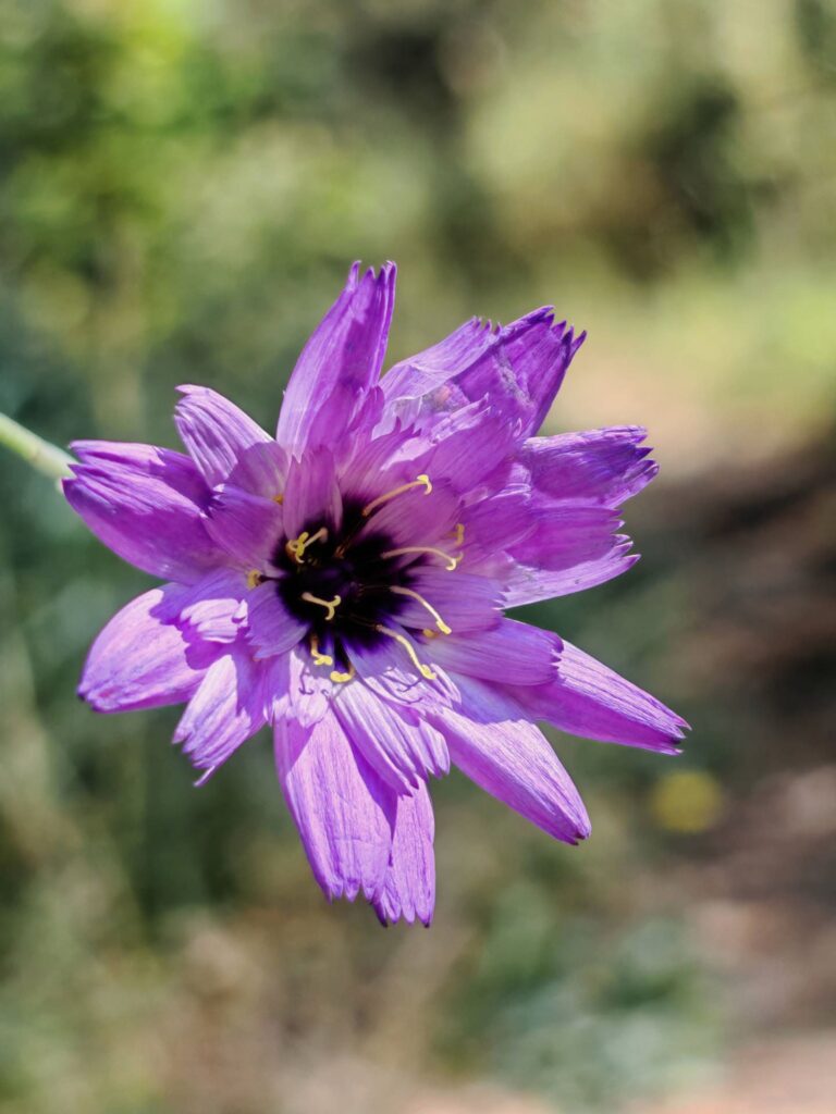 Catananche bleue - Fleurs violacées