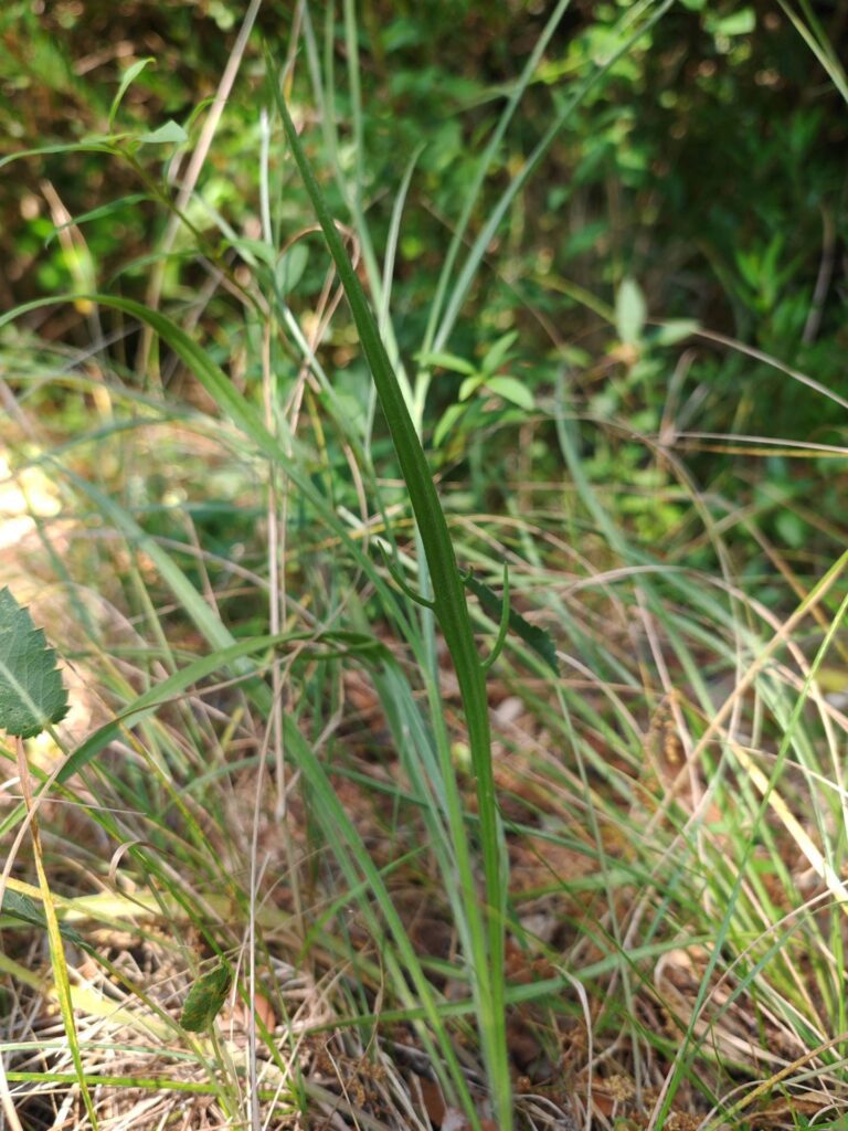 Catananche bleue - Feuille