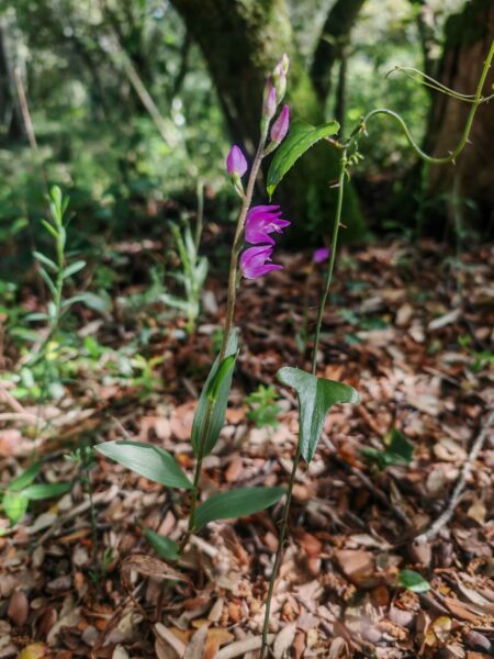 Céphalanthère rouge