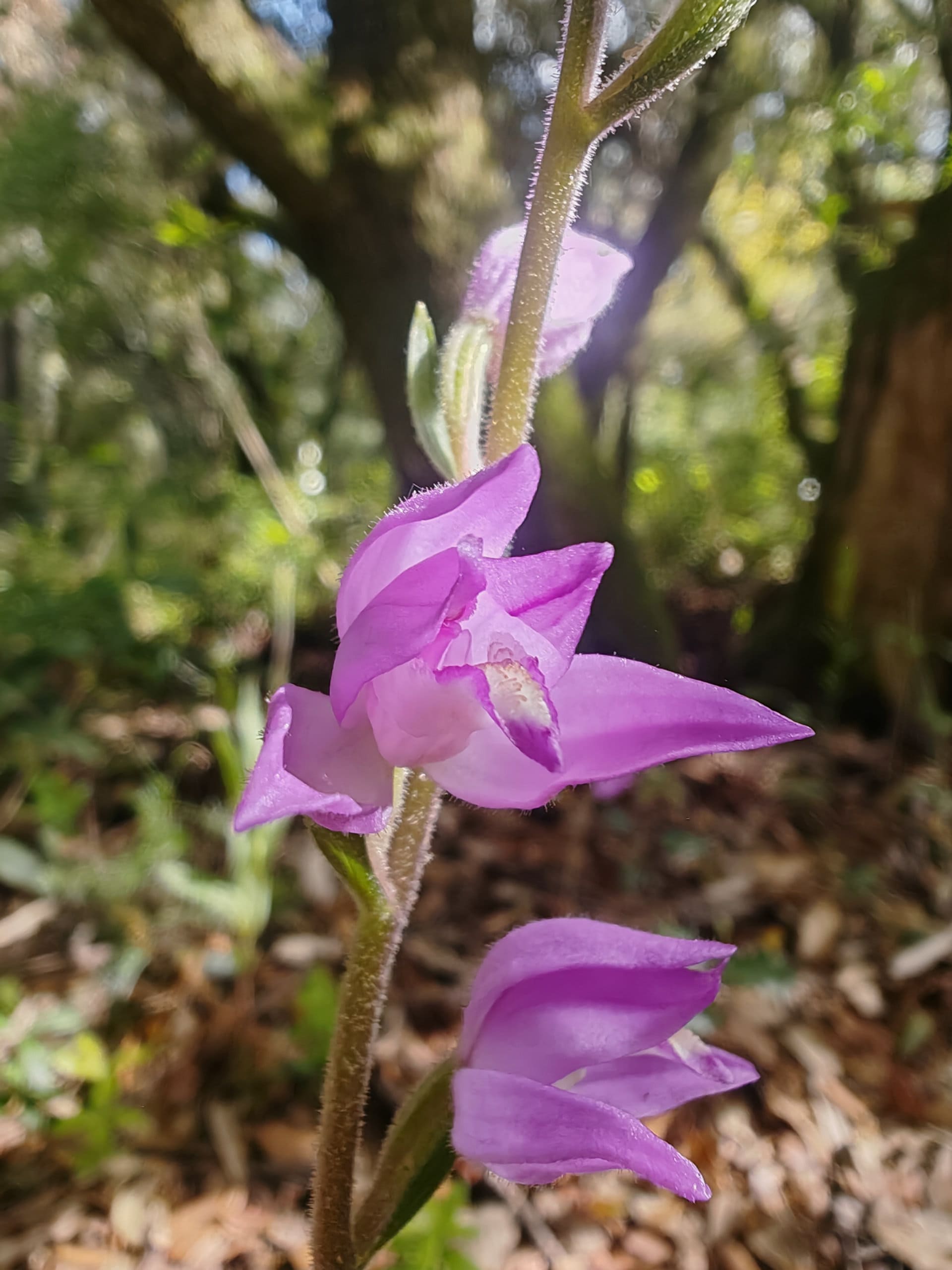 Céphalanthère rouge