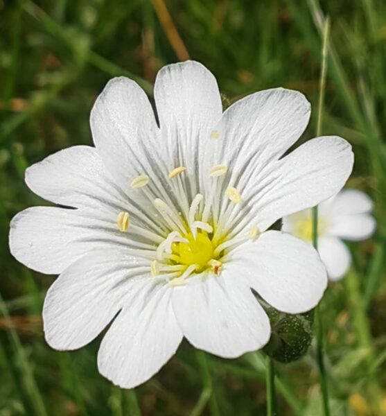Céraiste des champs