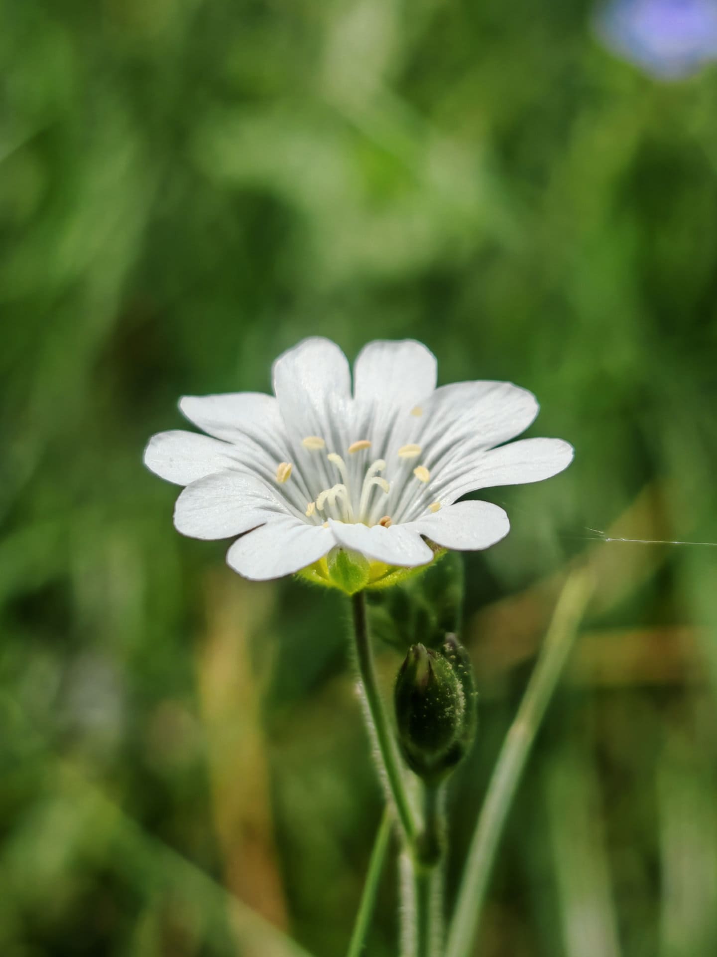Céraiste des champs