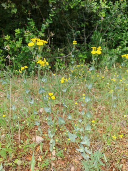 Chlore perfoliée