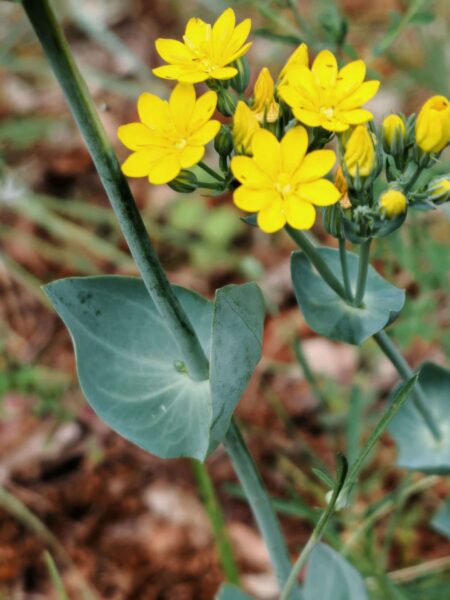 Chlore perfoliée