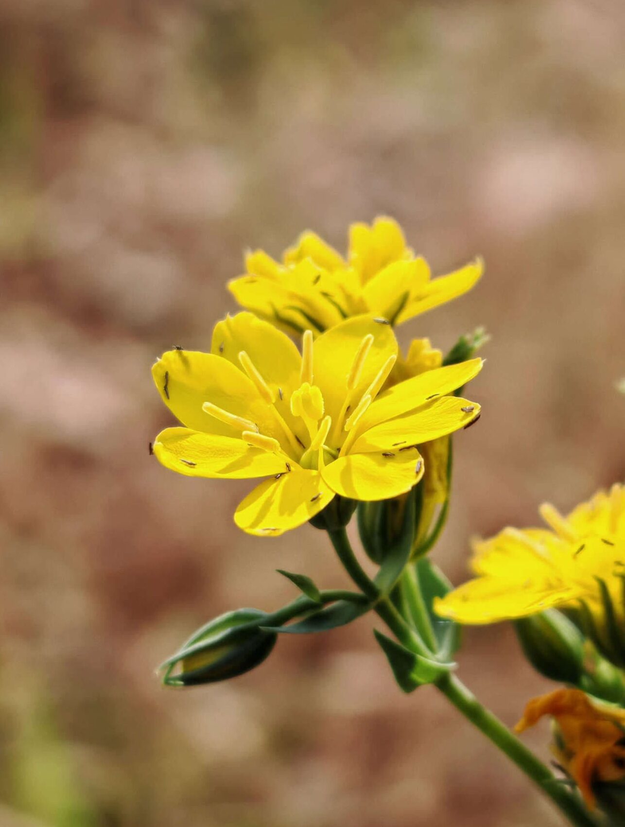 Chlore perfoliée