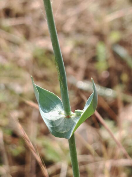 Chlore perfoliée