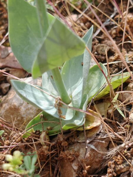 Chlore perfoliée
