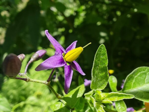 Douce amère