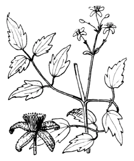 Clématite des haies