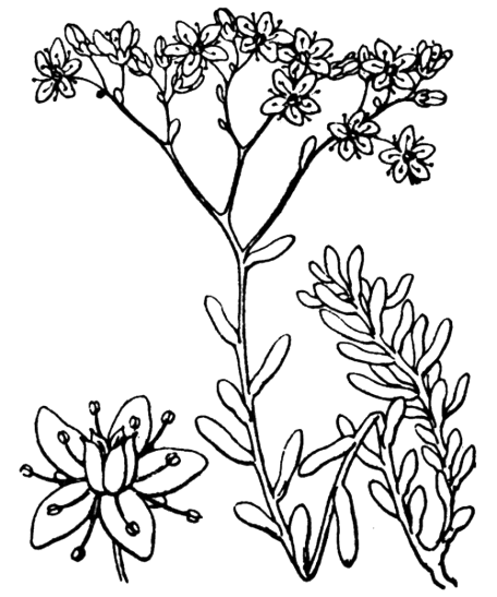 Orpin blanc