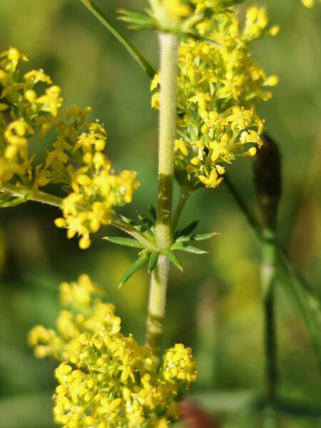 Gaillet jaune