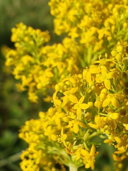 Gaillet jaune