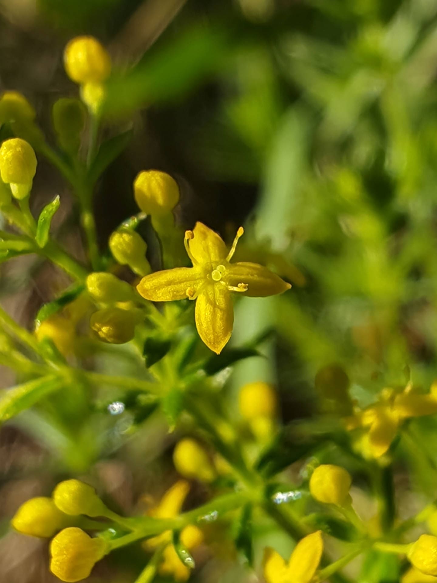 Gaillet jaune