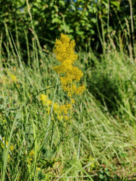 Gaillet jaune
