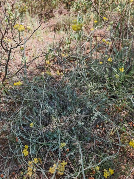 Immortelle stoechade