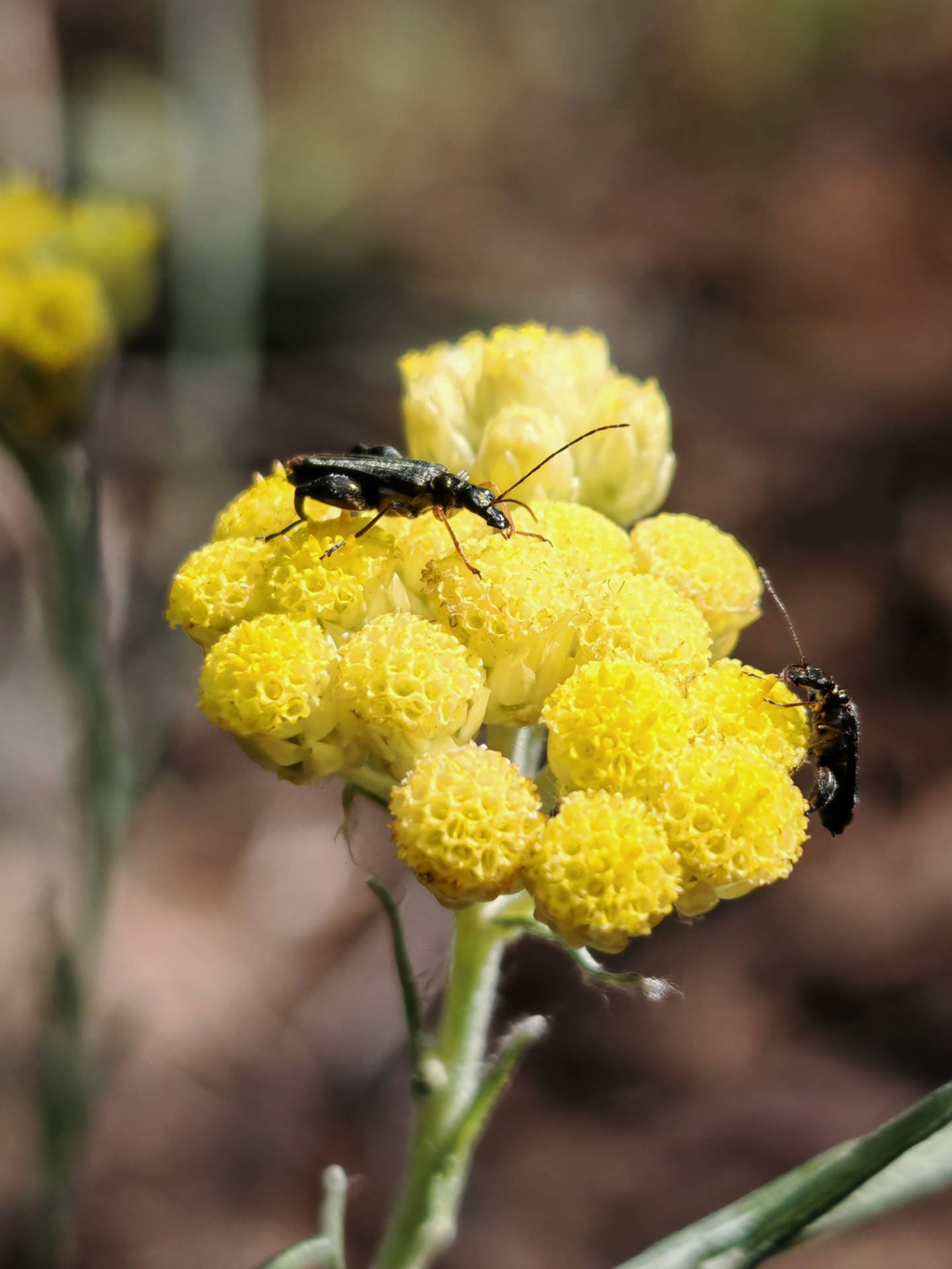 Immortelle stoechade
