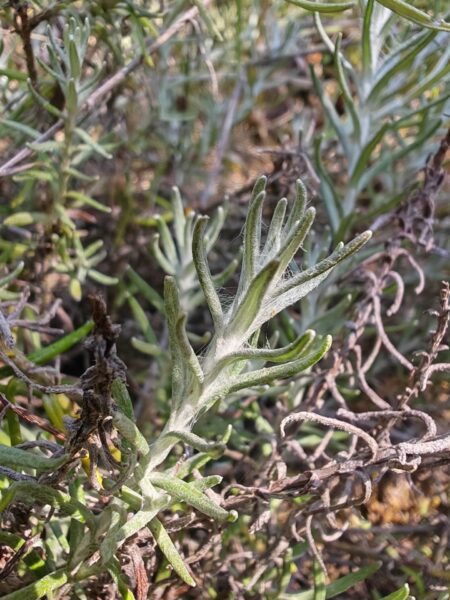 Immortelle stoechade