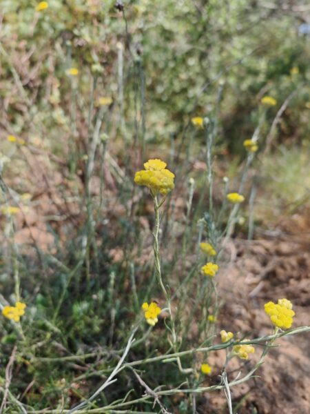 Immortelle stoechade