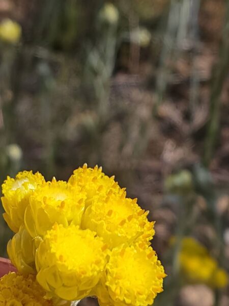 Immortelle stoechade
