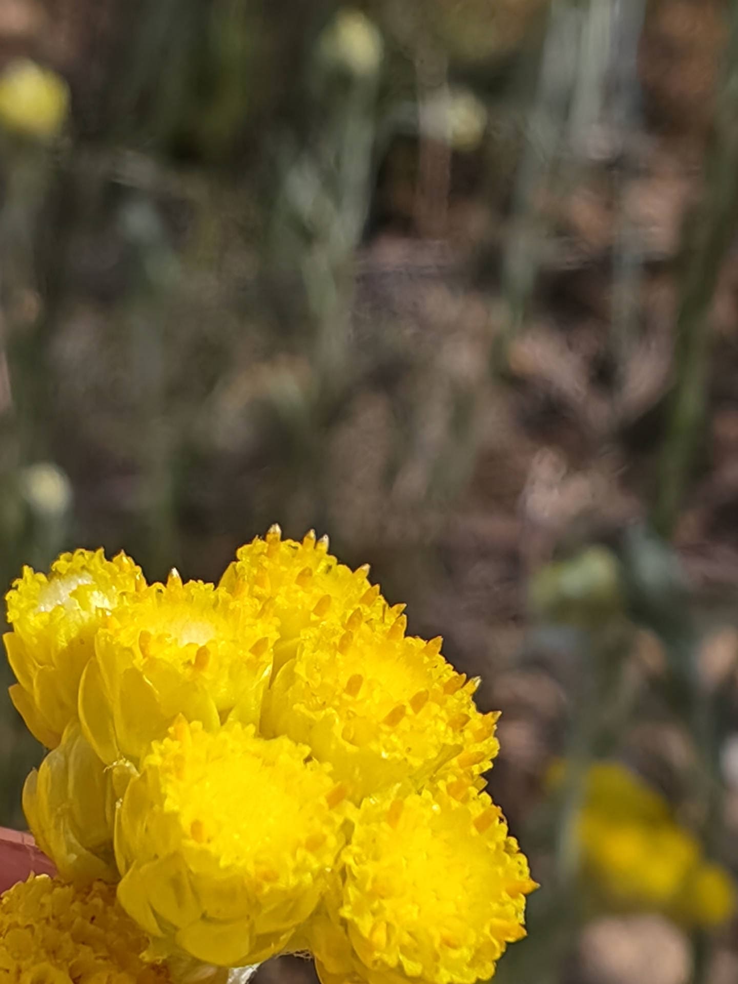 Immortelle stoechade