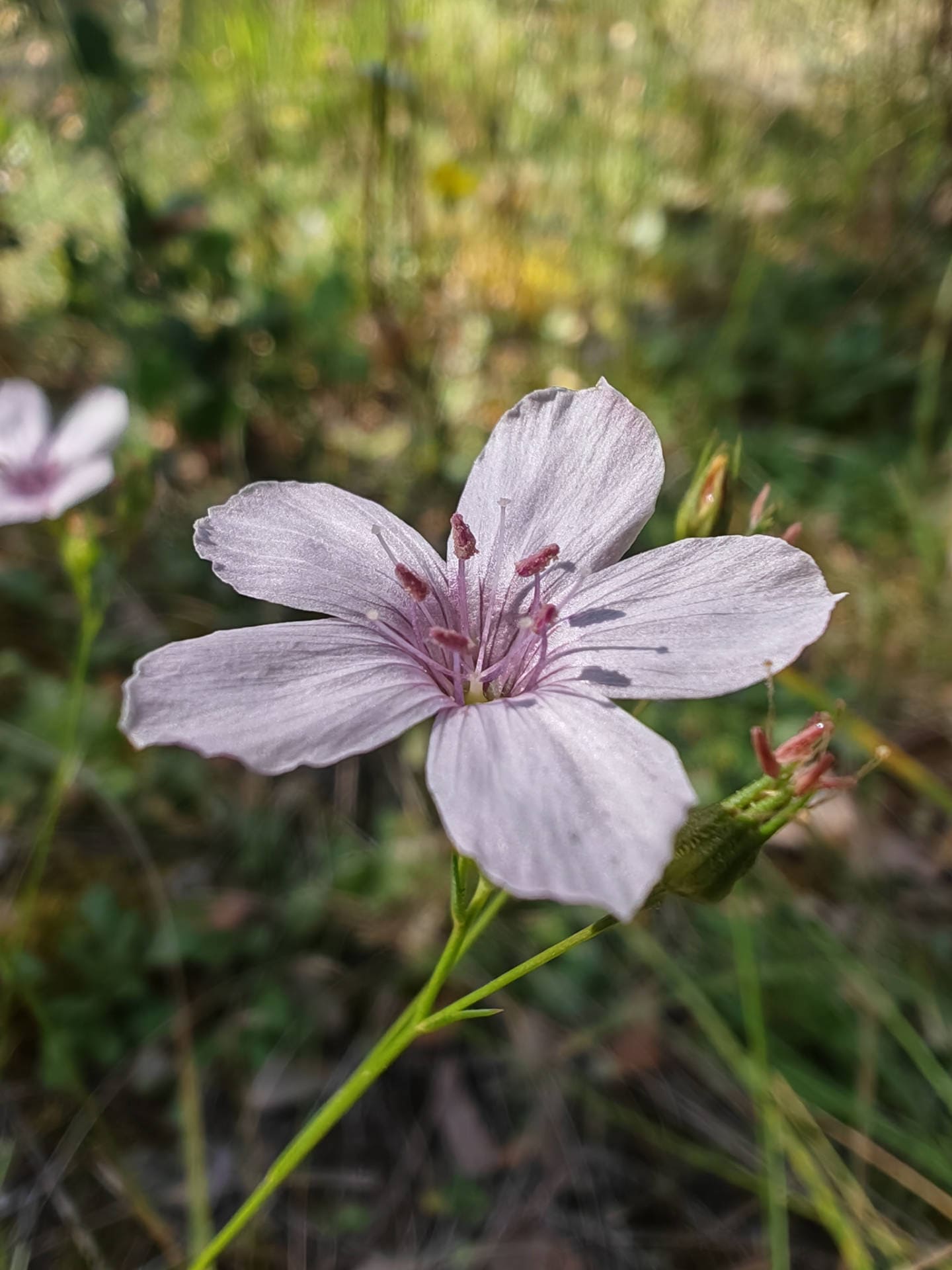 Lin à petites feuilles