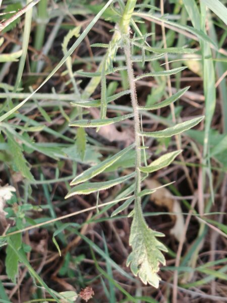 Scabieuse maritime