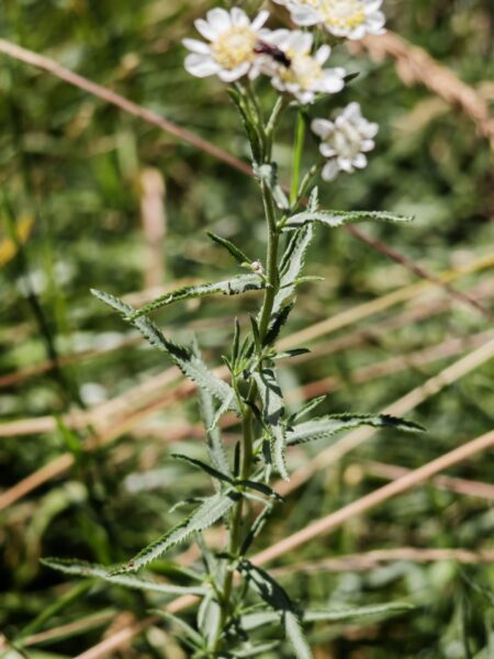 Achillée sternutatoire