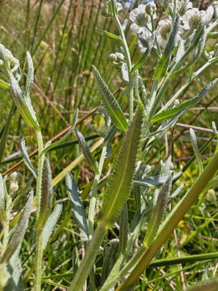 Achillée sternutatoire