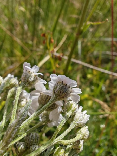 Achillée sternutatoire