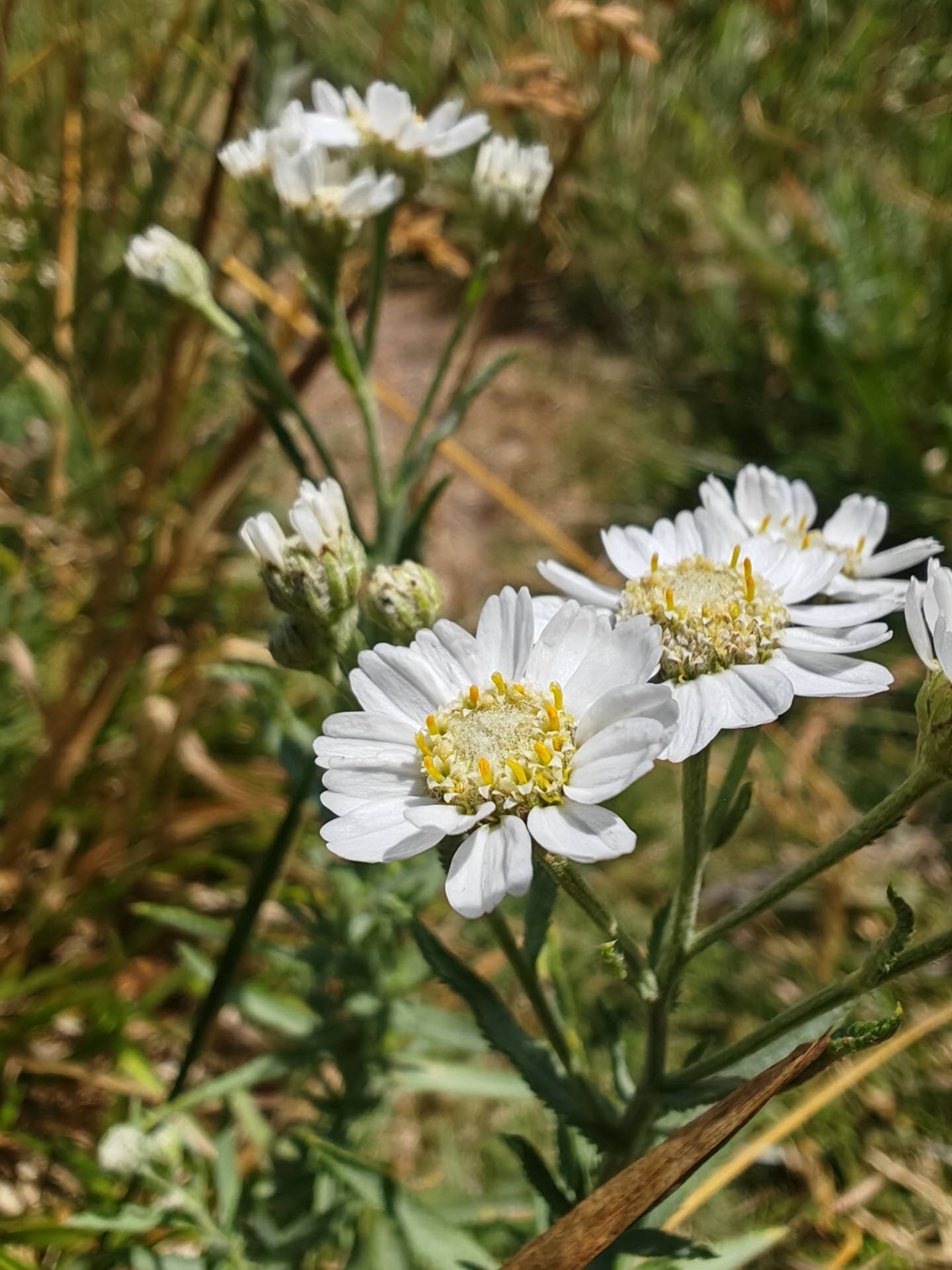 Achillée sternutatoire