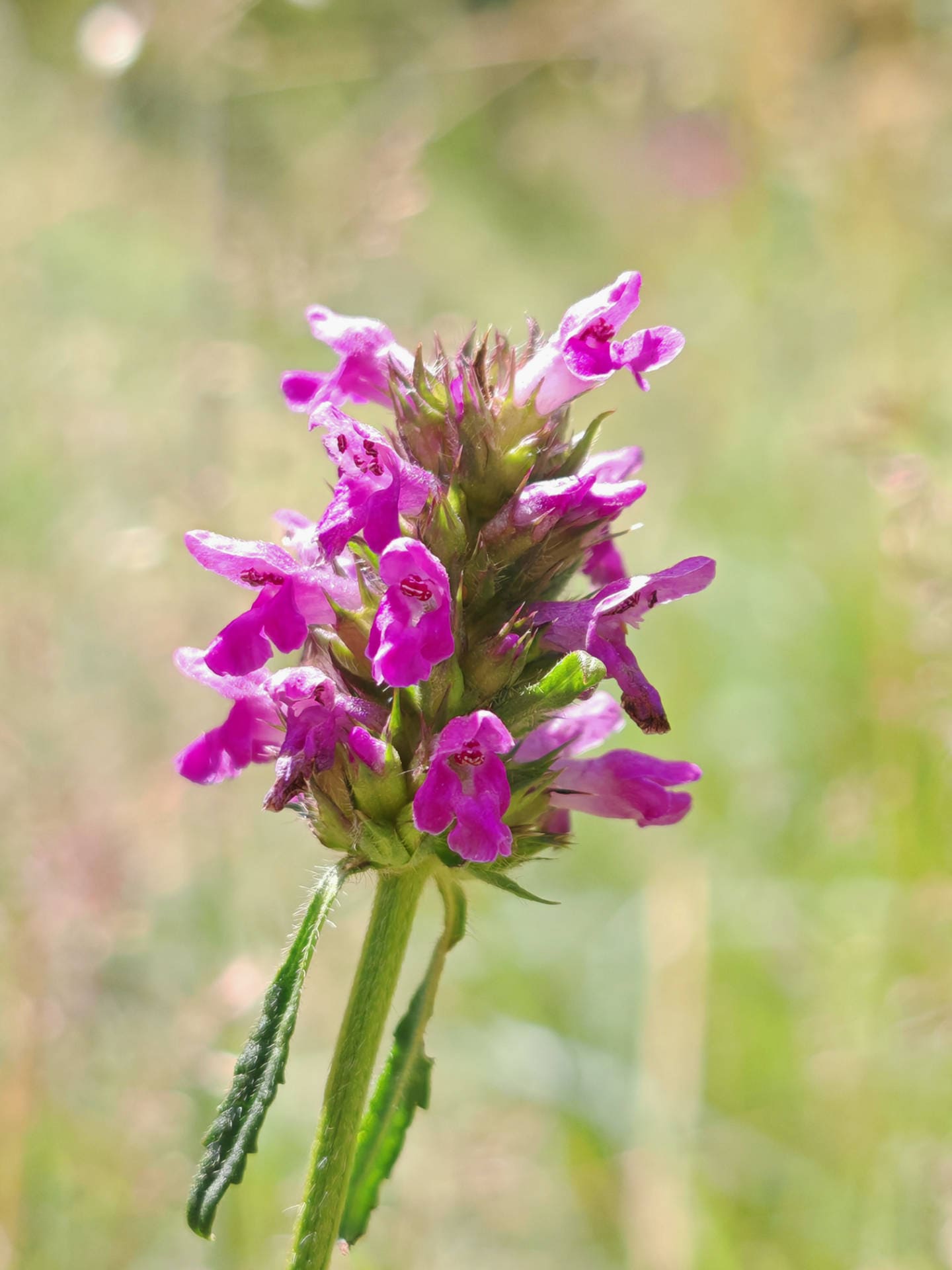 Bétoine officinale