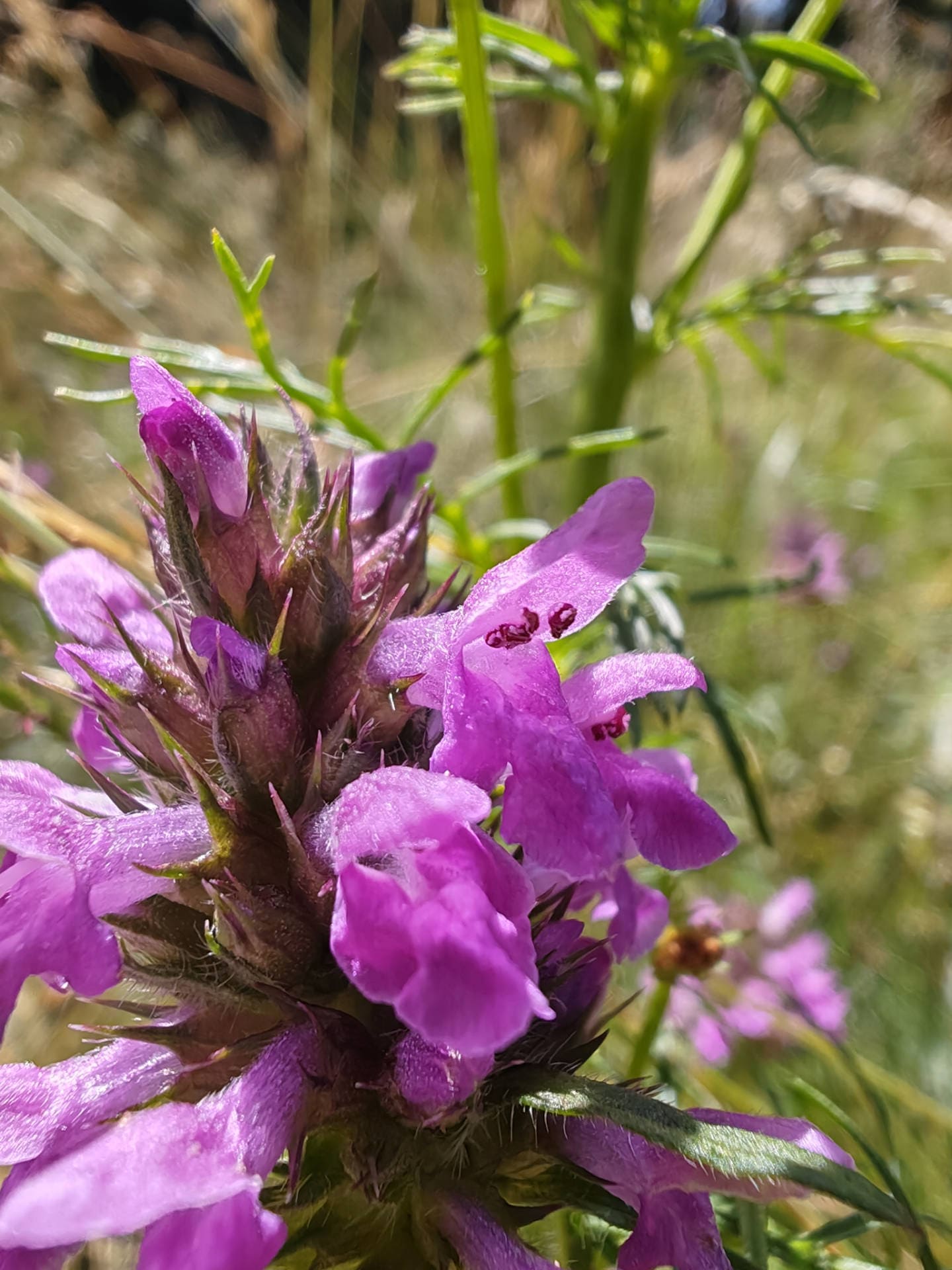 Bétoine officinale