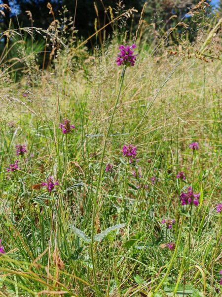 Bétoine officinale