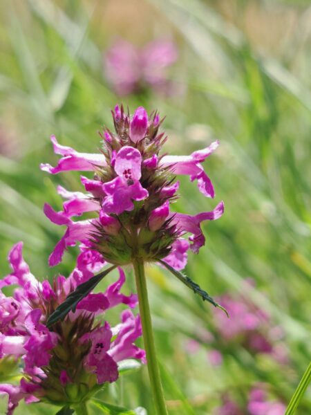 Bétoine officinale