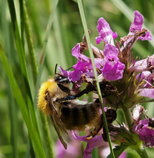 Bétoine officinale