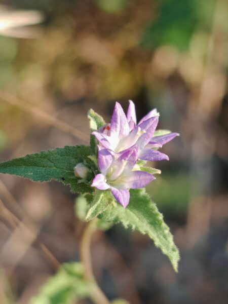 Campanule agglomérée