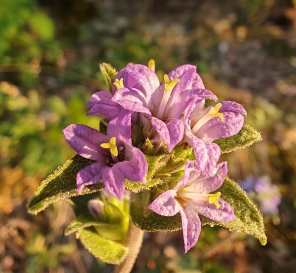 Campanule agglomérée
