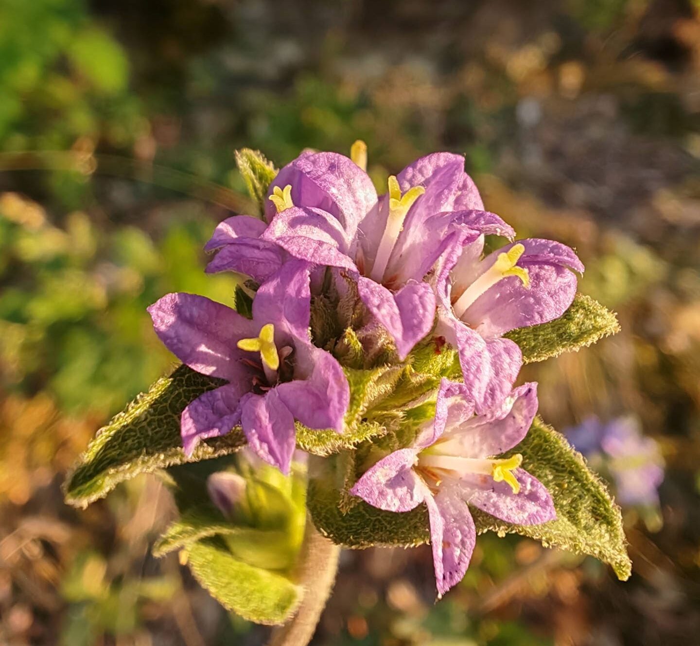 Campanule agglomérée