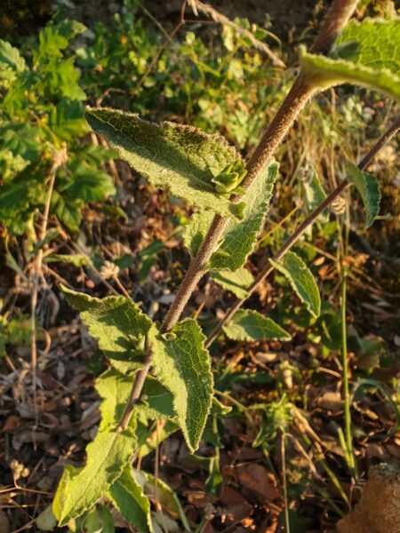 Campanule agglomérée