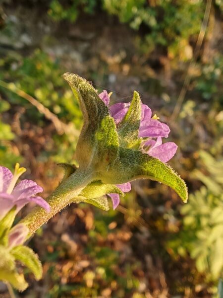 Campanule agglomérée