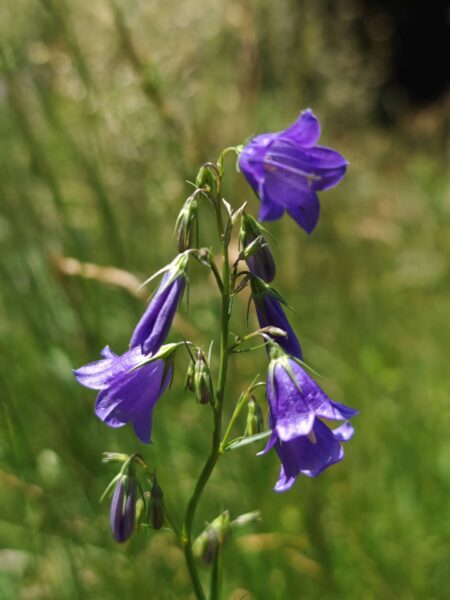 Campanule lancéolée