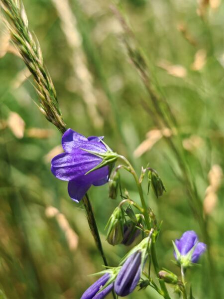 Campanule lancéolée